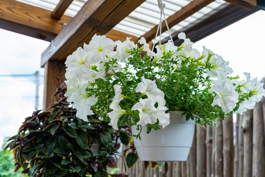 Large white flowerpot hanging suspended from the ceiling.