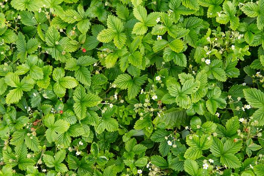 Background or Texture of Spring Flowering Wild Strawberry Plants, Fragaria vesca, Fragaria leaves background