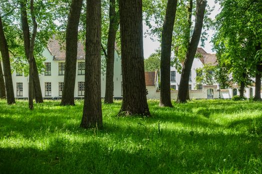 Bruges, Flanders, Belgium -  June 17, 2019: Enclosed central park of Beguinage comes with green lawn and lots of tall dark trunked trees and green foliage hiding the sky, White houses in back.