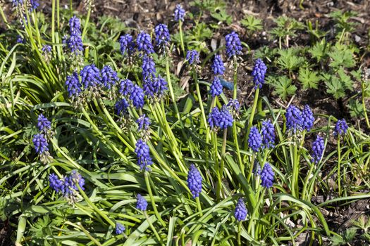 Muscari armeniacum a spring blue perennial bulbous flower plant commonly known as grape hyacinth or Armenian grape