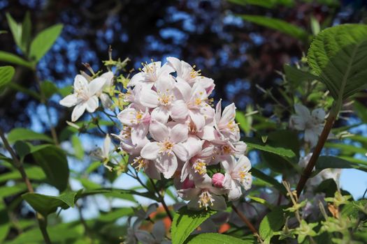 Beautiful cherry and plum trees in blossom during springtime with colorful flowers.