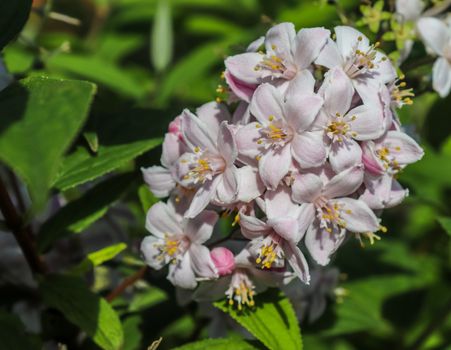 Beautiful cherry and plum trees in blossom during springtime with colorful flowers.