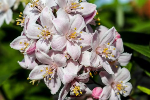 Beautiful cherry and plum trees in blossom during springtime with colorful flowers.