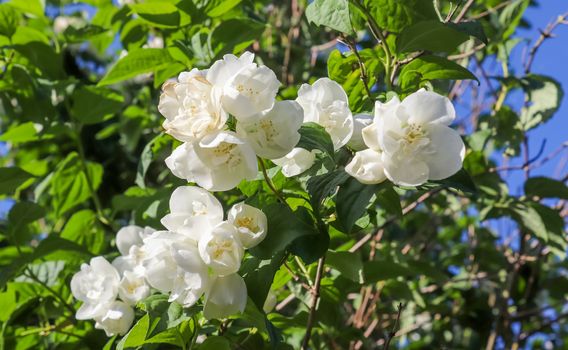 Beautiful cherry and plum trees in blossom during springtime with colorful flowers.