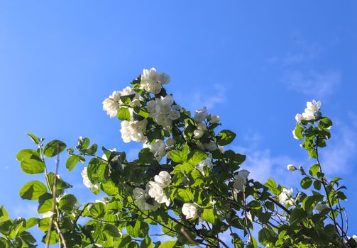 Beautiful cherry and plum trees in blossom during springtime with colorful flowers.