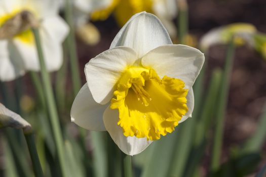 Daffodil (narcissus) 'Bell Rock' growing outdoors in the spring season
