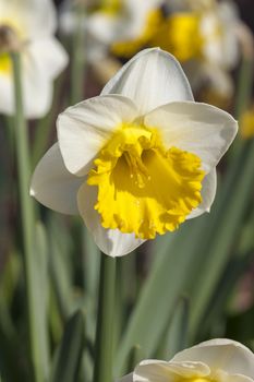 Daffodil (narcissus) 'Bell Rock' growing outdoors in the spring season