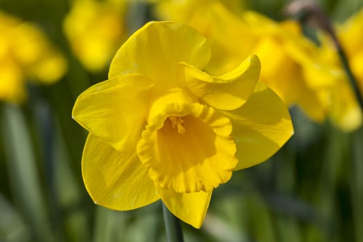 Daffodil (narcissus) growing outdoors in the spring season