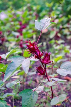 Roselle fruits (Hibiscus sabdariffa L.), Healthy Food