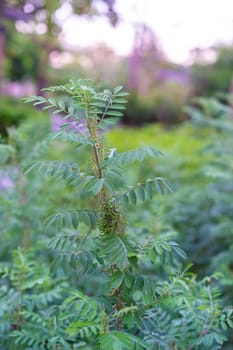 Indigofera tinctoria in the garden.Bouquet flowers are used to make dyes.