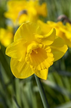 Daffodil (narcissus) growing outdoors in the spring season
