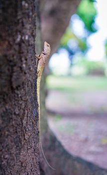 chameleon on tree with bokeh background