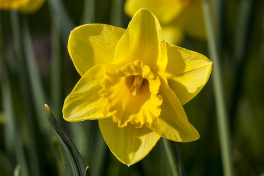 Daffodil (narcissus) growing outdoors in the spring season