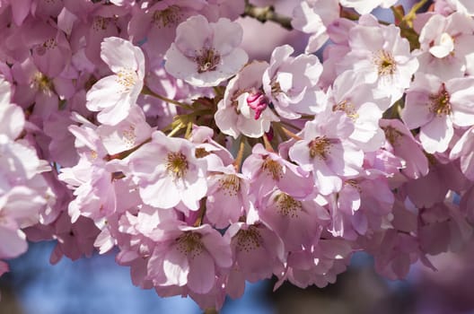 Prunus a pink flower blossom shrub or small tree