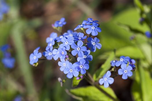 Brunnera macrophylla a spring blue perennial flower plant commomly known as Siberian bugloss or great forget me not