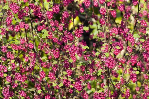 Ribes sanguineum 'Koja' an early spring dark red flower shrub commonly known as  flowering currant