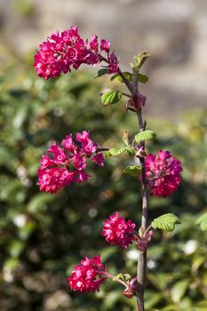 Ribes sanguineum 'Koja' an early spring dark red flower shrub commonly known as  flowering currant
