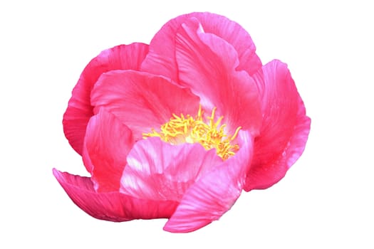 Paeonia an early spring summer pink flower plant commonly known as Chinese peony cut out and isolated on a white background