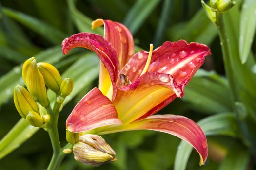 Hemerocallis a spring flowering plant commonly known as daylily