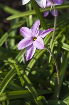 Ipheion 'Tessa'  a spring mid to dark pink perennial flower plant commomly known as starflower