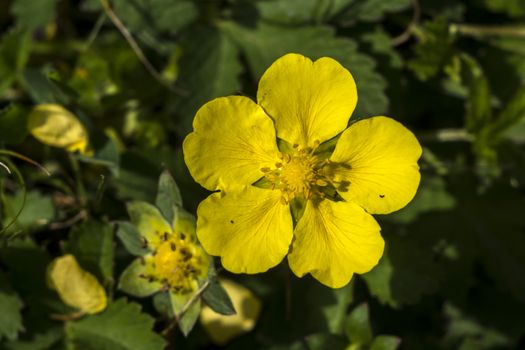 The spring pimp (Potentilla neumanniana) flower in the field. 