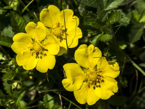 The spring pimp (Potentilla neumanniana) flower in the field. 