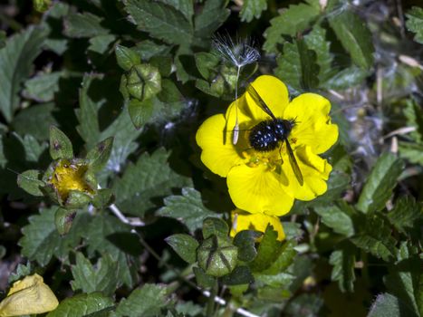 The spring pimp (Potentilla neumanniana) flower in the field. 