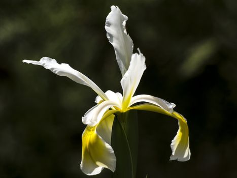 The spring garden ornament in the iris flower.