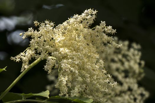 Elderberry (Sambucus nigra) flowers edible and medicinal properties.