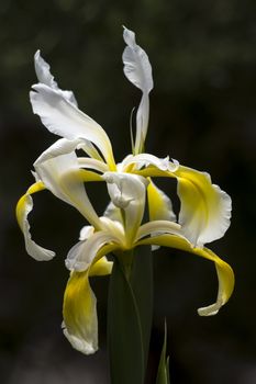 The spring garden ornament in the iris flower.