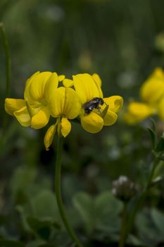 The Maltese Alfalfa (Trifolium campestre) is a wildflower of fields. 