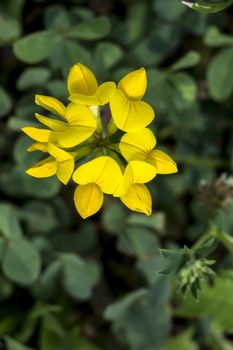 The Maltese Alfalfa (Trifolium campestre) is a wildflower of fields. 