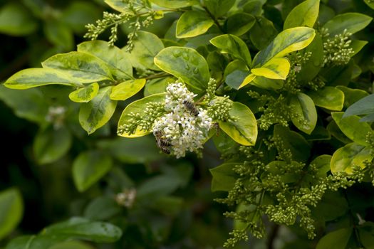 Common ice cream (Ligustrum vulgare) is the ornament of the park.