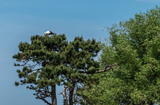 Knokke-Heist, Flanders, Belgium -  June 18, 2019: Zwin Bird Refuge. Black-white stork spotted on top of green tree against blue sky.