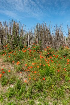 Knokke-Heist, Flanders, Belgium -  June 18, 2019: Zwin Bird Refuge. Dune with natural wooden fence on top has field of red poppies set in green in front. Blue sky.