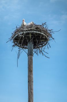 Knokke-Heist, Flanders, Belgium -  June 18, 2019: Zwin Bird Refuge. Closeup of adult stork and baby stork sitting on nest made on top of pillar against blue sky.