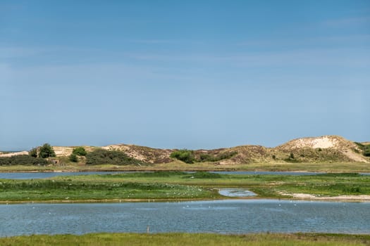 Knokke-Heist, Flanders, Belgium -  June 18, 2019: Zwin Bird Refuge. Landscape with salt water creek in front of the dunes protecting from Nord Sea.. White birds.