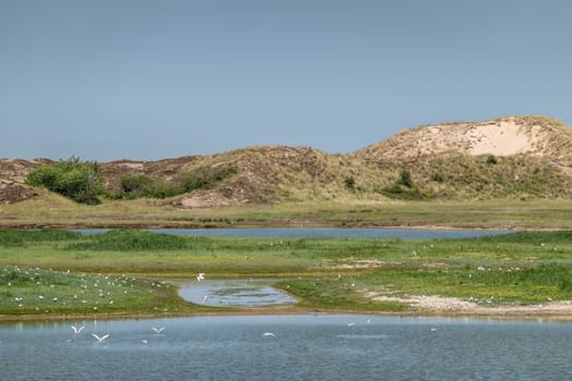 Knokke-Heist, Flanders, Belgium -  June 18, 2019: Zwin Bird Refuge. Landscape with salt water creek in front of the dunes protecting from Nord Sea.. White birds.