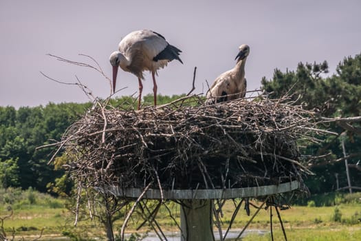 Knokke-Heist, Flanders, Belgium -  June 18, 2019: Zwin Bird Refuge. Closeup of adult stork and chick storks sitting on nest made on top of pillar against evening sky. green foliage.