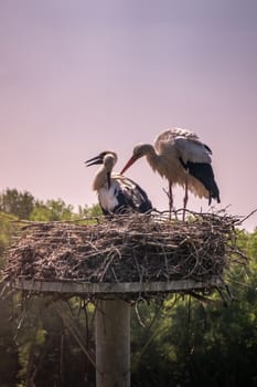 Knokke-Heist, Flanders, Belgium -  June 18, 2019: Zwin Bird Refuge. Closeup of adult stork and two chicks storks sitting on nest made on top of pillar against evening sky. green foliage.