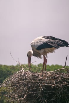 Knokke-Heist, Flanders, Belgium -  June 18, 2019: Zwin Bird Refuge. Closeup of adult stork adjusting nest made on top of pillar against evening sky. green foliage.