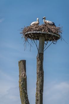 Knokke-Heist, Flanders, Belgium -  June 18, 2019: Zwin Bird Refuge. Closeup of two stork chicks waiting in nest on top of pillar against blue sky.