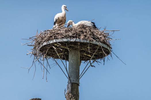 Knokke-Heist, Flanders, Belgium -  June 18, 2019: Zwin Bird Refuge. Closeup of two stork chicks waiting in nest on top of pillar against blue sky.