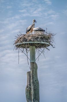 Knokke-Heist, Flanders, Belgium -  June 18, 2019: Zwin Bird Refuge. Closeup of two stork chicks waiting in nest on top of pillar against blue sky.