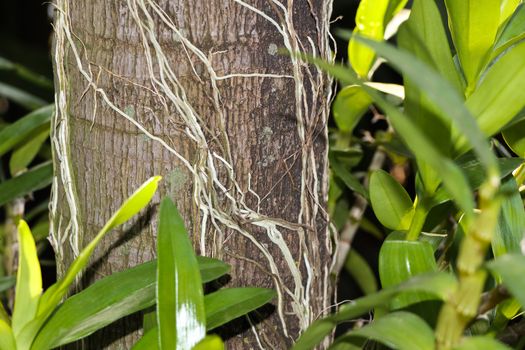 Close-up of a palm tree trunk with lush growing tree orchid leaves and roots, Pretoria, South Africa