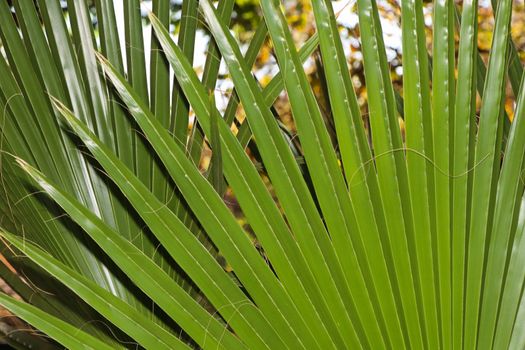 Large green radiating leaves of a latan fan palm (Latania lontaroides), Pretoria, South Africa