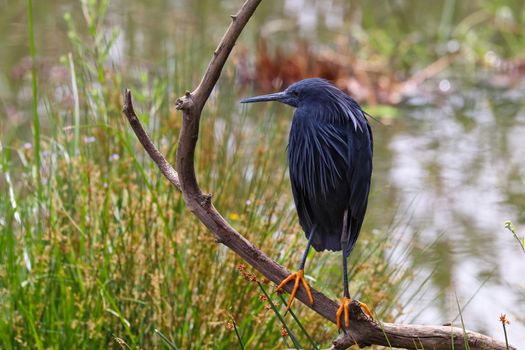 A black egret bird (Egretta ardesiaca) perched on an old branch by a lake, Pretoria, South Africa