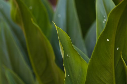 A close-up frame of broad green tropical plant leaves (Strelitzia sp.), Pretoria, South Africa