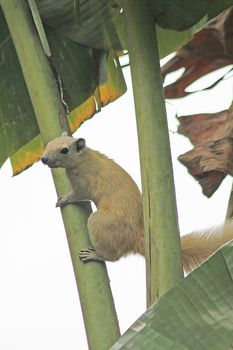 Squirrel on a banana tree