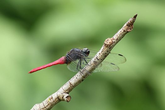 Red dragonfly on a small branch